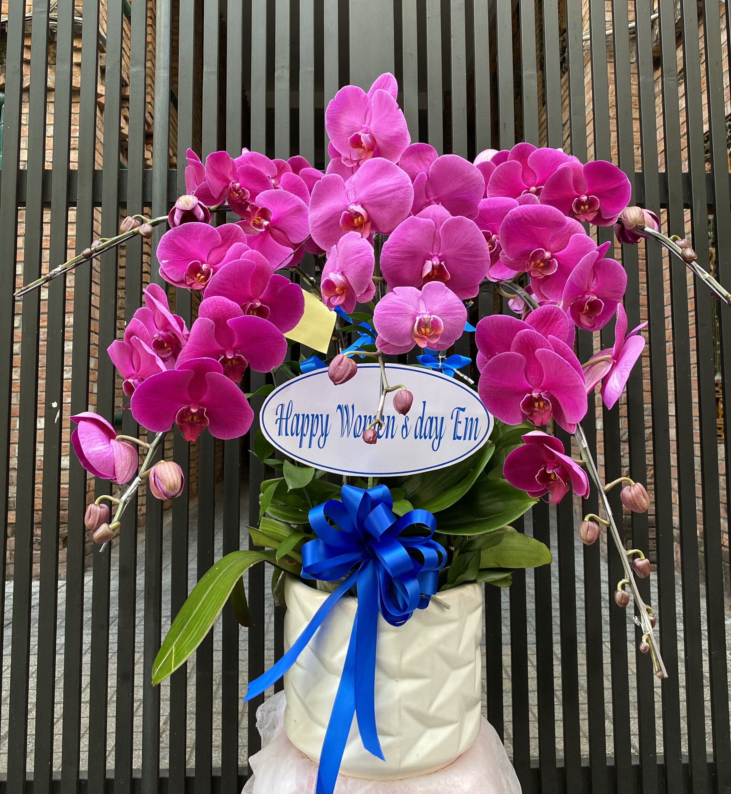 Hoa Lan Chúc Mừng 00047